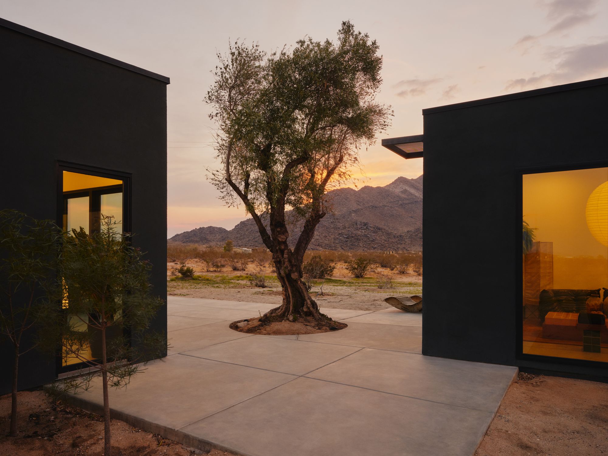 The olive tree and glowing windows at dusk